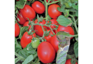 Геракл F1 - томат детерминантный, 10 000 семян, (Lark Seeds) фото, цена